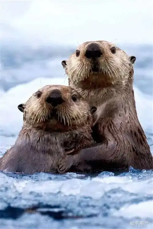 有哪些可爱却不常见的动物
