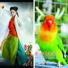 笑傲江湖曝定妆照网友挖出造型师是鸟类控
