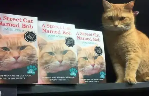流浪猫鲍勃,即便身处于低谷之中,也不能小瞧自己