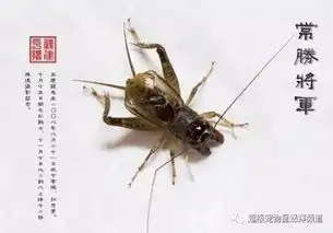 虫季收藏史上最全蟋蟀暗门图解