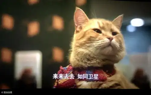 流浪猫鲍勃,因一只猫结缘的电影