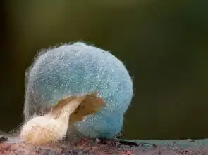 揭秘世界奇葩菌类好看却不能吃