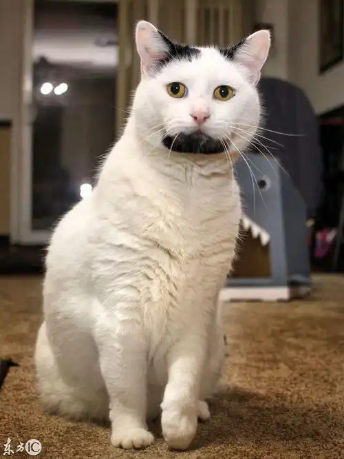 猫版绝命毒师海森堡亮相美国加利福尼亚州山羊胡简直帅呆了
