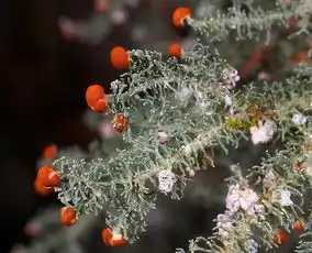 记录大自然里的萌菌百态