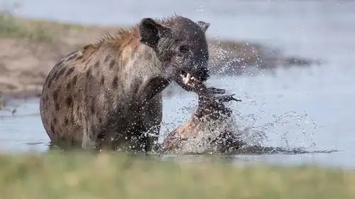 不知道这只鬣狗在沼泽中找什么,看到它叼的东西后感觉真是太狡猾

