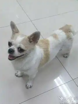 武汉痴呆老人走失摔伤爱犬医院病床前守护