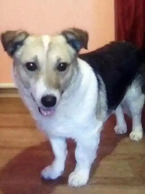 从夏天苦等主人到冬天,忠犬八公30c追车想回家