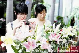 千株香水百合武汉迎宾
