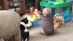 猫猫陪孩子玩玩具,家里养只猫猫,父母可以解放了