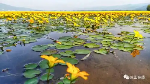 最近西昌邛海变得很黄很黄,别轻易去