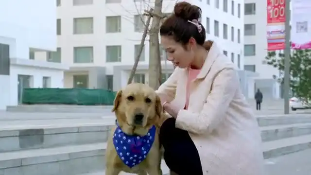 神犬小七电视剧全集郭碧婷金世佳王煜王洋
