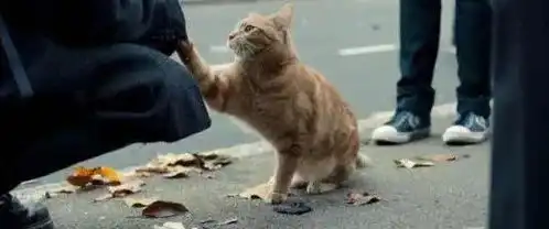 流浪猫鲍勃我们相遇又分别,谢谢你一生的陪伴...