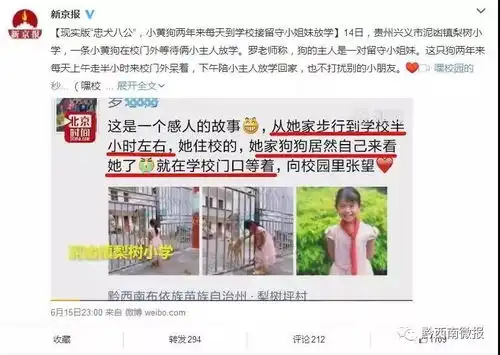 现实版忠犬八公兴义一小黄狗每天来学校接姐妹俩放学