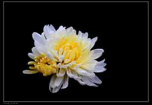 满城尽带黄金甲黄秋菊习作中关村在线摄影论坛
