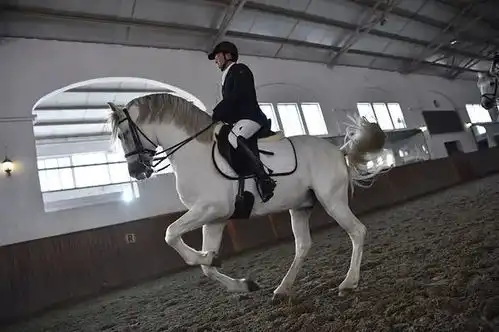 电影八佰里多次出现的白马,竟来自北京马术俱乐部,还巨额投保
