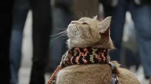 一只桔猫如何拯救瘾君子的生命流浪猫鲍勃背后的真实人生