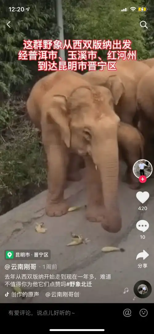 在抖音追踪野象的第58天,我看见了故事的另一面