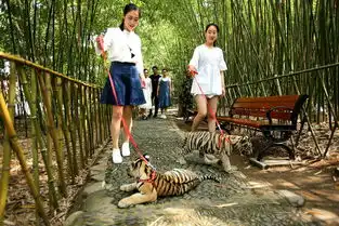 姑娘公园遛老虎上演现实版美女与野兽
