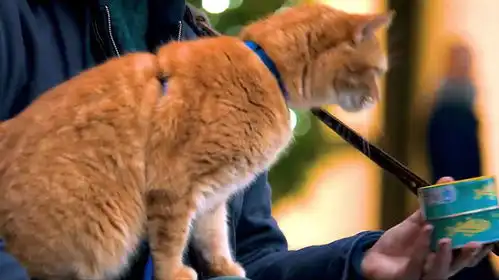 流浪汉救了一只流浪猫猫,从此改变一生流浪猫鲍勃