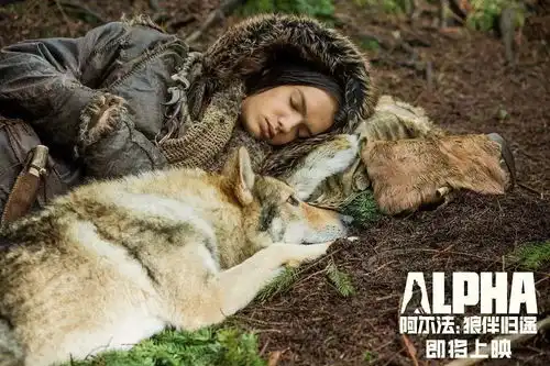 史诗级美景阿尔法狼伴归途,九月必看之见证第一条狗的诞生
