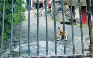 留守小姐妹有个忠诚的保镖持续两年风雨无阻