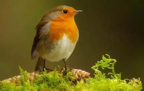坚持跑下去,天总会亮杀死一只知更鸟