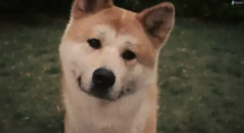 忠犬八公i一部不敢二刷的电影