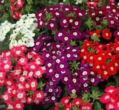 阳台就要种这10种花,阳台从此变花海