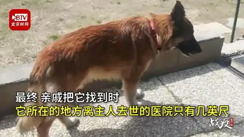 疫情版忠犬八公现实上演宠物犬苦等因病去世主人,场面催人泪下
