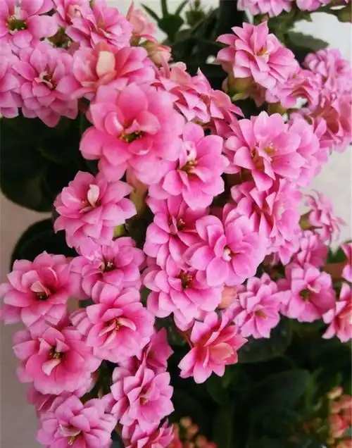 天气转暖,建议少买4种花,观花时间短不说,还难度夏
