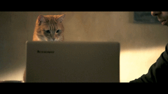 看了流浪猫鲍勃,我感觉自己养了一只假猫