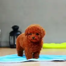 标题南京哪里买到纯种健康贵宾南京有卖贵宾幼犬南京贵宾多少钱一只价格多少