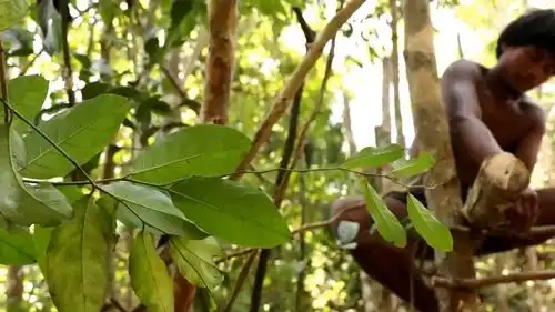 荒野生存荒野猎人用最原始技术在森林里建造房屋
