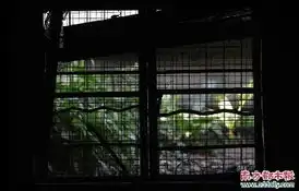 园林工蜗居立交桥下十年
