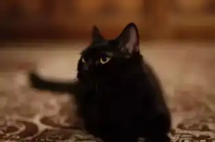 妖猫传被诉抄袭,场景人物时间地点一模一样陈凯歌律师诬告
