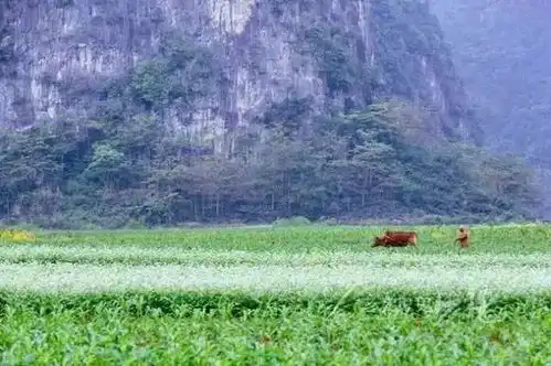 不看后悔,美到词穷