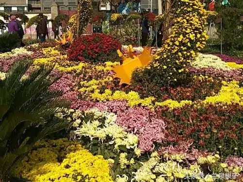 兰州金秋菊花展冲天香阵透兰州满城尽带黄金甲
