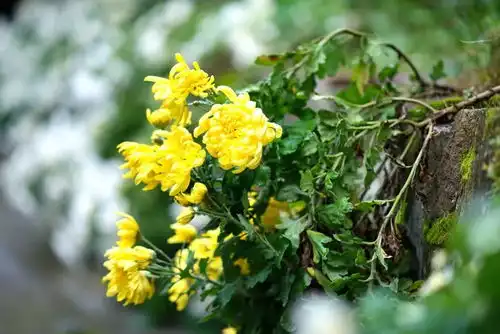 何以笙箫默,心恋明月湾
