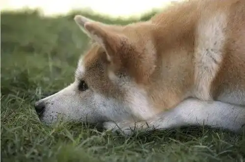 文艺批评斜目而视忠犬八公的故事
