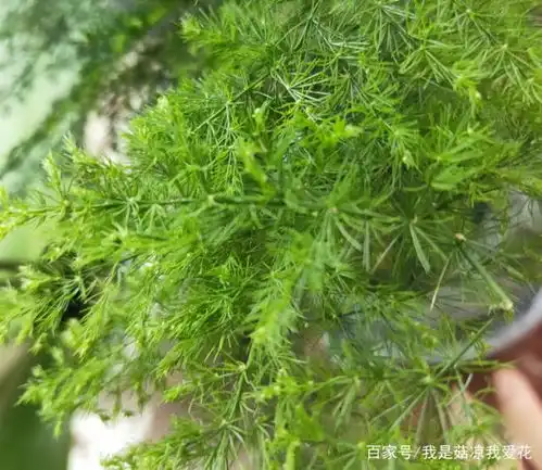 文竹养殖,需避免3个误区,才能不黄叶不烂根,长势越好根系
