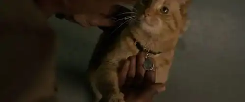 惊奇队长最新海报释出大橘猫亮眼或成关键角色
