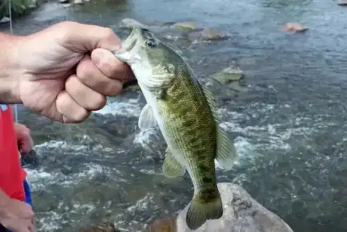 现实版老友记4对夫妻同居养老,种菜钓鱼遛狗,过上无数人羡慕的日子
