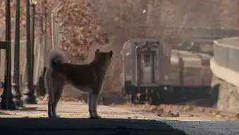 丽水废墟现忠犬八公拼命找主人