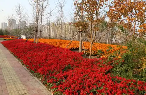 银杏黄了,来大厂赏满城尽带黄金甲的美