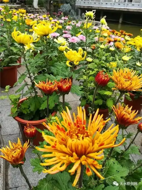 2017天水金秋菊展即将上演满城尽带黄金甲爱菊的市民别错过
