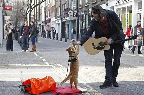 流浪猫鲍勃去世主人缅怀我的生活失去了一道光芒