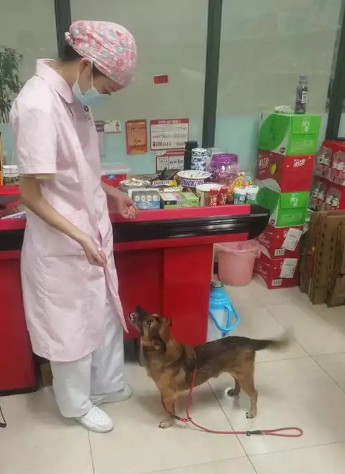 武汉忠犬八公小宝回太康医院啦