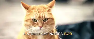 流浪猫鲍勃遇见你之后我们是一家人