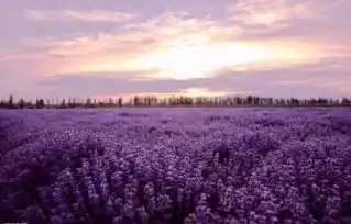 还在追延禧攻略的已经out了