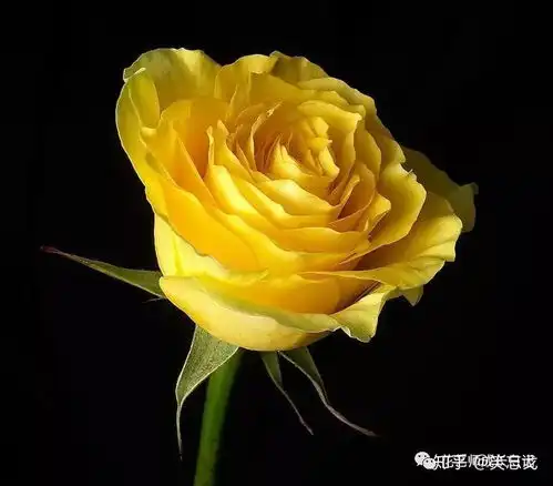 10种黄色玫瑰品种,每一种都是最明媚灿烂的颜色
